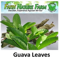 Guava Dried / Fresh Leaves ( approx 70 Leaves )
