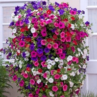 15 Benih petunia mix colour petunia gantung