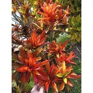 Pokok Puding ID Flamingo Cantik Limited (Super Rare Item🔥)