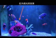 罕有红珊瑚骨 出售
