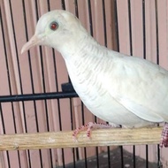 BURUNG PERKUTUT PUTIH LURIK MATA MERAH