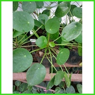 ◆ ☈ Pilea Peperomoids Chinese Money Plant Garden Decoration