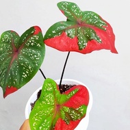 [ RARE ]Caladium Thai/ Pokok Keladi Thai-Red Beret/Cat Tumpah/Sweetheart/Postman Joyner/Dragon Heart