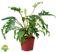 Philodendron Xanadu in a White Pot (Live Indoor Plant - 4 STOCKS ONLY)