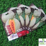 CROP POWER Jom Tanam Rocky Rock Melon (F1 HYBRID 130) 10 biji