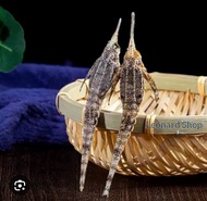 PROMO BURUNG LAUT KHASIAT SAMA KUDA LAUT