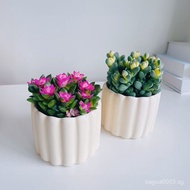 ✨MY Hot selling ✨[93%Positive Rate]Antler Begonia Variegated Snowflake Pine Variegated Succulent Pla