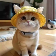 Cat Dog Sun Hat Cute Open Ears Pet Cat Dog Hat Bucket Hat Cat Hat Dog Hat