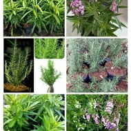 Package of 3 mosquito repellent plants / lavender trees / rosemary trees / zodiac trees / medicine p