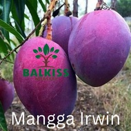 Anak Pokok Mangga Irwin / Pokok Mangga Ungu / Mango Irwin Puple