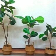 ARTIFICIAL FIDDLE FIG PLANT RM145/80cm/pokok perhiasan