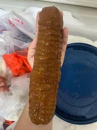 澳洲黃玉參/海參/乾貨