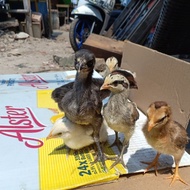 ready24- ayam pelung asli cianjur - Ayam pelung Asli