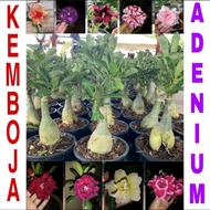 ADENIUM THAILAND REAL LIVE PLANT MULTI LAYER ( POKOK KEMBOJA ) POKOK KEMBOJA CINA MURAH