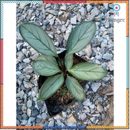 ทีแนนเท ซีโตซา 'เกรย์สตาร์' Calathea Setosa 'Grey Star' คล้าหายาก ตามหา สินค้ามีจำนวนจำกัด