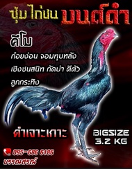 ไข่เชื้อไก่ชนก๋อยง่อน พ่อพันธุ์ตามคลิปที่ลง สายเลือดเงินล้าน หนึ่งชุดมีไข่ 3 ฟอง ไข่สดเก็บทุกวัน