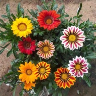 [$9.9 Free Shipping] Benih Bunga Gazania Rigens Mix 30pcs/Treasure Flower Seed/Mixed Color Medal Chr