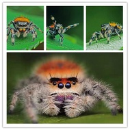 JIUYUN | Pet Jumping Spider