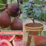 ANAK POKOK BLACKJACK FIG(Big XXL Plant) Buah Buahan Fruits Live Plant