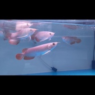 (Aquarium) arwana/arowana super red 15-16cm