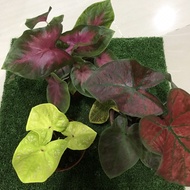 set combo 3item Caladium--Keladi-New Wave/Festivia/Strawberry Star/Thai Beauty/Lemon Blush