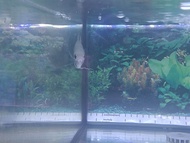 Ikan Kaloi Sabah Wild Strain / Giant Gourami Sabah - Grade A Native Aquarium Fish
