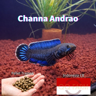 Channa Andrao CB From Indonesia/Pellet Trained