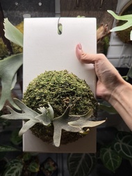 P. Willinckii Harvest Moon Dwarf 侏儒豐收月鹿角蕨（板植）