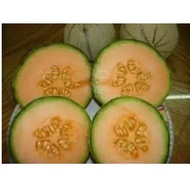 Iroquois Cantaloupe seed (Cucumis Melo)