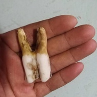 Niuya Three Big Teeth Door Teeth Real Bone Specimen 9.9 Teaching Accessories Bull Sky Landscaping De