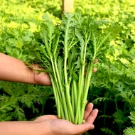 [SeedMan] 500 Seeds Small Leaf Garland Chrysanthemum Seeds for Sale 小叶茼蒿种子 Rocket Salad Seed Arugula