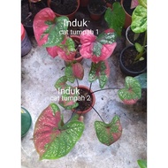 CALADIUM THAI - JAZZ