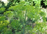 Dukat Dill Seeds (Anethum Graveolens)