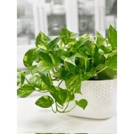 🇸🇬Fresh stem cuttings-Marble Pothos-free shipping SingPost mail.