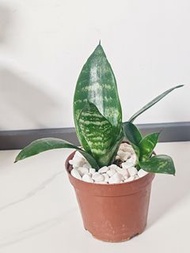 迷你 🌵短葉虎尾蘭(Sansevieria)【虎尾蘭屬多年生草本觀葉植物。葉片直立，肥厚， 非常耐陰，易種植。有吸收有害氣體的空氣淨化功能，又能起鎮宅，生旺的風水作用，適合室內種植🌵】