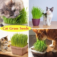100% Natural Cat Grass Seeds for Planting (50 Seeds Per Bag ) Green Digestive Cat Grass Seeds Foliage Plant Seeds Wheat