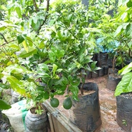 Bibit Jeruk Dekopon Okulasi Tanaman Buah Jeruk Pohon Jeruk Non Bibiji