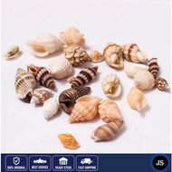 🔥Sea Shell for Aquarium🔥(Cengkerang siput untuk aquarium/aquarium decoration/batu hiasan aquarium)