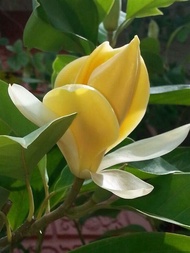 ต้นมนต์จำปา ดอกไม้หอม (Magnolia liliifera × M. champaca ‘Monchampa’ ) ขนาดต้นสูง 75-90 ซม ในถุงชำ ดอ