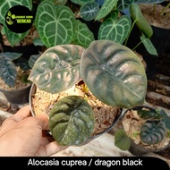 alocasia cuprea tengkorak - alokasia tengkorak