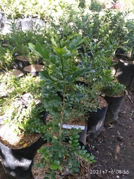 tanaman hias bibit kemuning mikro bahan bonsai