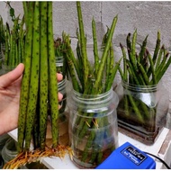 akar bakau, mangrove roots