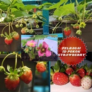 STRAWBERRY TANAH RENDAH/LOWLANDS PELBAGAI ID POKOK pos bersama PASU + TANAH