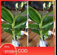 Promo 2-paket hemat tanaman anggrek dendrobium- pohon anggrek dendrobium hijau