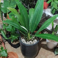 SALE tanaman philodendron lynette ukuran dewasa - tanaman philo linet