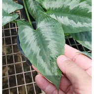 House Plant - S. Wallichii Dwarf