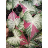 Caladium Shycool / Keladi Shycool