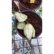 [2pcs + 1 !] [RARE SUPER WHITE] DWARF Thailand Aglaonema  seeds(not live plants) fqwE