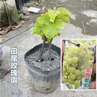 ╭＊田尾玫瑰園＊╯金香葡萄、葡萄苗【4.5吋黑軟盆 高度約15cm】水果苗 著果率高 產量穩定 釀酒最佳