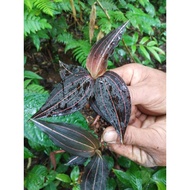 Jewel orchid ludisia discolor/jewel Fiber Three 1